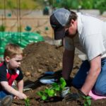 Joseph Balmes helps his father Alex plant seedlings in their garden plot at Harvest Farm at White Street Park in Suwanee on Saturday, April 7, 2012.