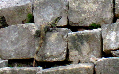 An iguana climbs one of the stone ruins at Chichen Itza in Mexico on Monday, January 21, 2013.