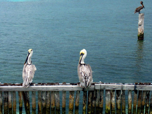 Pelicans perch on wood off of Isla Mujeres in Mexico on Thursday, January 24, 2013.