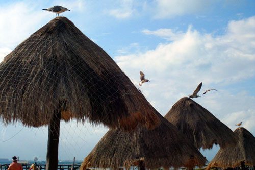 Seagulls fight for perches on thatched roofs on the beach of Isla Mujeres in Mexico on Thursday, January 24, 2013.