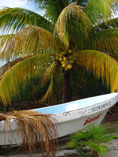 Coconuts hang from a palm tree on Isla Mujeres in Mexico on Thursday, January 24, 2013.