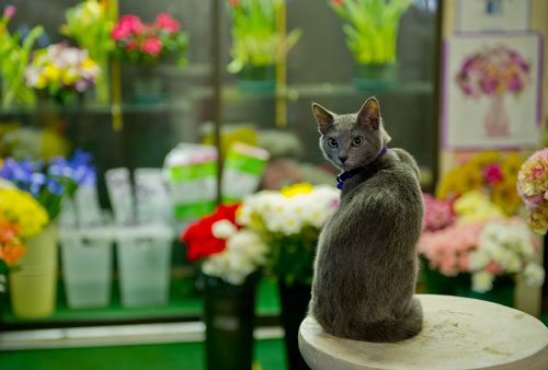 A kitten perches on a display inside A Blooming Earth florist shop in Decatur on Thursday, January 31,2013.
