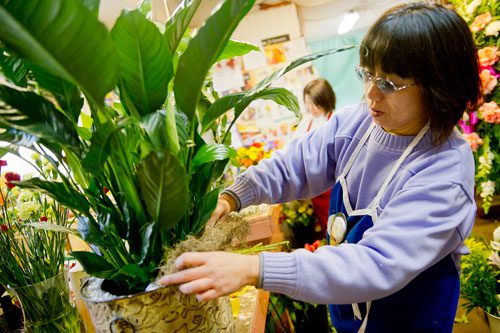 Jihfang Liu arranges moss around a basket of peace lillies at A Blooming Earth florist shop in Decatur on Thursday, January 31, 2013.