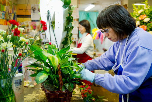 Jihfang Liu (right) arranges flowers and plants in a basket at A Blooming Earth florist shop in Decatur on Thursday, January 31, 2013. 