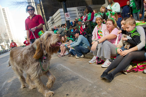 Finley trots down Peachtree Street with his owner Justin Sindev (left) in tow as they pass by CaydenLotspeich (right), Cristina Greene and Janet and Alexa Rooks during the 131st Atlanta St. Patrick's Day Parade on Saturday March 16, 2013. 