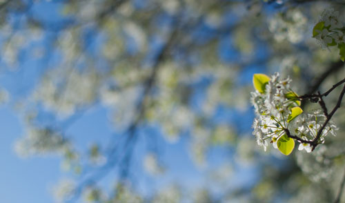 A dogwood tree shows signs of Spring with its blooms on Thursday, March 21, 2013.