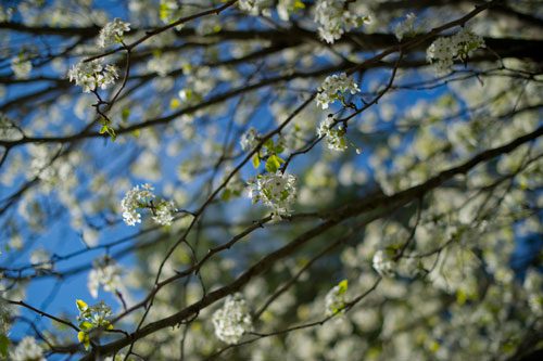A dogwood tree shows signs of Spring with its blooms on Thursday, March 21, 2013.