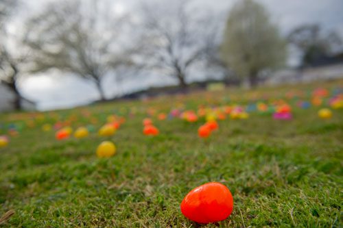 Thousands of eggs sit scattered around Nash Farm Battlefield in Hampton on Friday, March 22, 2013.
