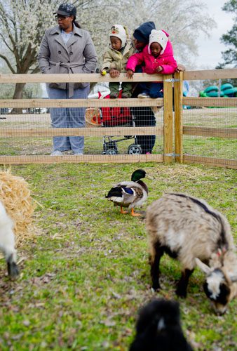 Alicia Daniel (left), her brother Alexander Blalock, mother Andrea Blalock and sister Autumn Blalock look at the animals inside the petting zoo during the Easter Egg Hunt at Nash Farm Battlefield in Hampton on Friday, March 22, 2013.