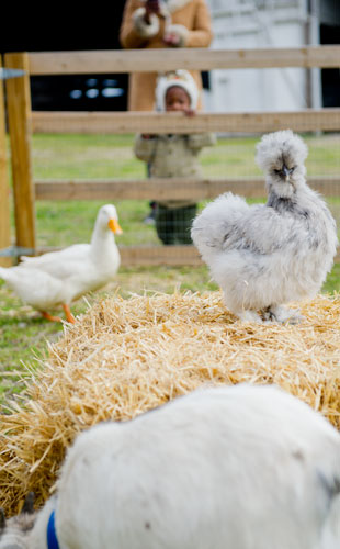 A silkie perches on a bail of hay inside the petting zoo during the Easter Egg Hunt at Nash Farm Battlefield in Hampton on Friday, March 22, 2013.