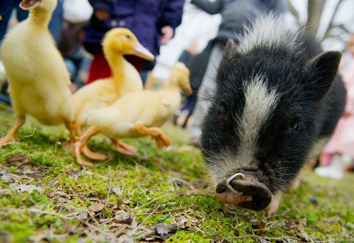 A piglet and ducklings walk around the petting zoo during the Easter Egg Hunt at Nash Farm Battlefield in Hampton on Friday, March 22, 2013.