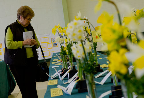 Joanne Kennedy walks the rows of daffodils on display at the Chattahoochee Nature Center in Roswell during the Georgia Daffodil Society's annual show on Saturday, March 2, 2013.