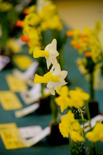 Daffodils sit on display at the Chattahoochee Nature Center in Roswell during the Georgia Daffodil Society's annual show on Saturday, March 2, 2013. This year's theme was entitled "When the Daffodils Come Marching In" and had 211 entries.