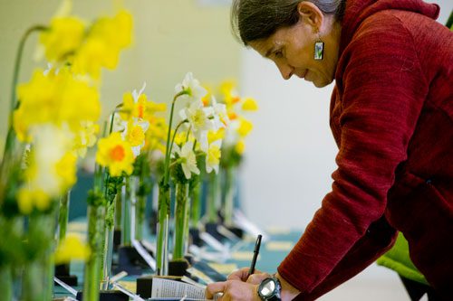 Betsy Abrams makes notes as she walks the rows of daffodils on display at the Chattahoochee Nature Center in Roswell during the Georgia Daffodil Society's annual show on Saturday, March 2, 2013.