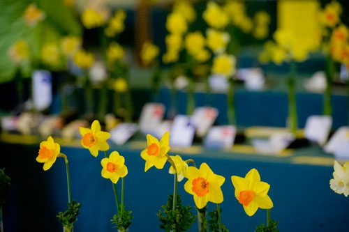 Daffodils sit on display at the Chattahoochee Nature Center in Roswell during the Georgia Daffodil Society's annual show on Saturday, March 2, 2013. This year's theme was entitled "When the Daffodils Come Marching In" and had 211 entries.