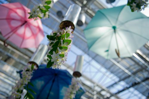 Orchids and umbrellas on display as part of the Orchid Daze at the Atlanta Botanical Gardens on Sunday, March 3, 2013.