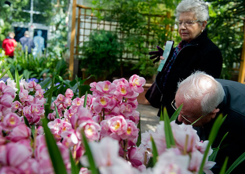 Marvin Hauptman (right) leans over for a closer look at a grouping of orchids as he walks through Orchid Daze, the new installation at the Atlanta Botanical Gardens, with his wife Jan on Sunday, March 3, 2013. 