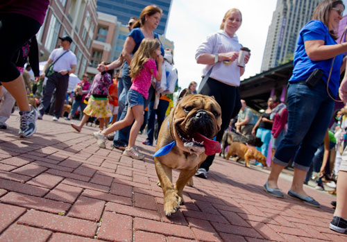Leo (center), an English Bulldog, leads his owner Hollie Holler across the finish line for the Atlanta Humane Society's 23rd annual Pet Parade at Atlantic Station in Atlanta on Saturday, April 13, 2013. 