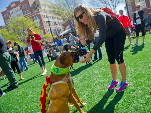 Ali Harrell (right) feeds her boxer Teddy a dog-friendly ice cream treat during the festivities for the Atlanta Humane Society's 23rd annual Pet Parade at Atlantic Station in Atlanta on Saturday, April 13, 2013. 