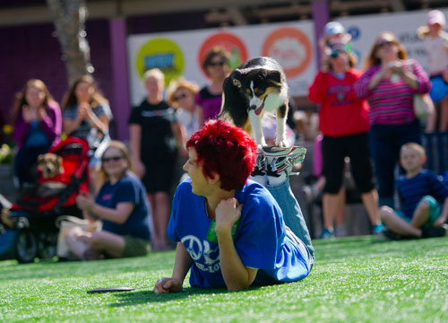 Pax, a mini Australian Shepherd, performs tricks with his owner Erika Flores during the festivities for the Atlanta Humane Society's 23rd annual Pet Parade at Atlantic Station in Atlanta on Saturday, April 13, 2013. 