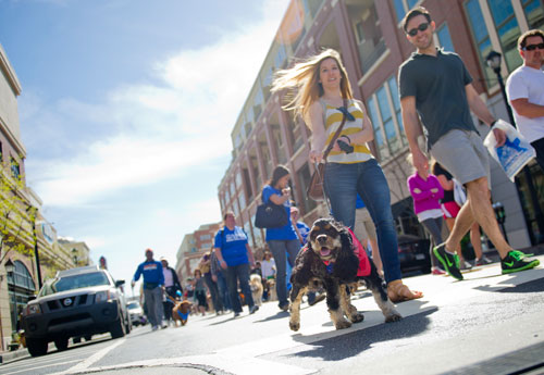 Daisy, a cocker spaniel, leads her family Lauren Lair and her husband Adam along the route for the Atlanta Humane Society's 23rd annual Pet Parade at Atlantic Station in Atlanta on Saturday, April 13, 2013. 