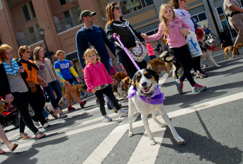 Bella (bottom right), a hound mix, leads her family Eve Parlaman (right), her mother Melissa, father Rob and sister Lila along the route for the Atlanta Humane Society's 23rd annual Pet Parade at Atlantic Station in Atlanta on Saturday, April 13, 2013.