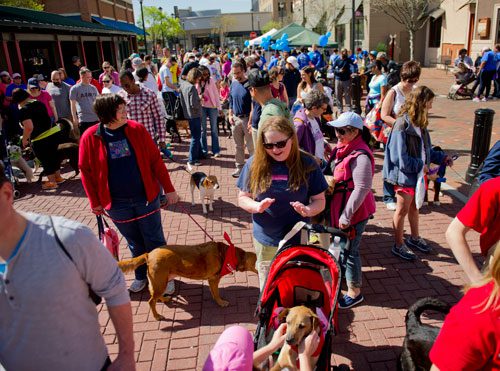 Hundreds of pets and their owners participated in the parade which helps generate awareness in the community and support fundraising for animal shelters. On average, it costs the Atlanta Humane Society approximately $300 to find a home for the each animal in their care.