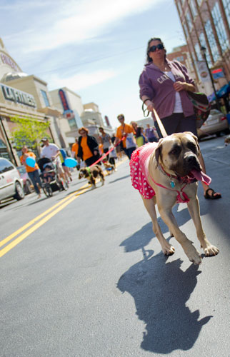 Roxie, an English Mastiff, leads her owner Cynthis Ortego along the route for the Atlanta Humane Society's 23rd annual Pet Parade at Atlantic Station in Atlanta on Saturday, April 13, 2013.