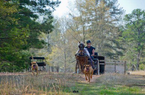 Dennis Horion drives a pony cart along the 1,400 acre property that the non-profit Adopt-A-Horse organization uses for trail rides in Covington on Tuesday, April 2, 2013.