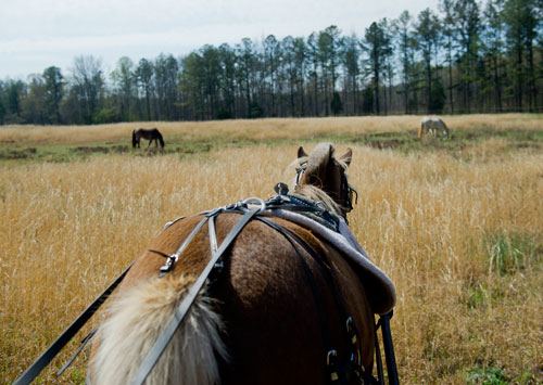 A pony pulls a cart driven by Dennis Horion through a field in Covington on Tuesday, April 2, 2013.