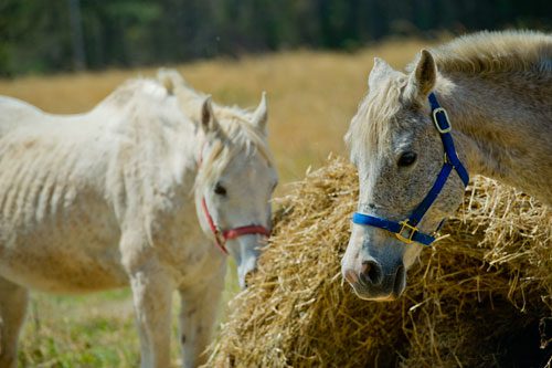 Horses eat hay in Covington on Tuesday, April 2, 2013.