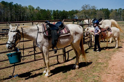 Sydney Gray prepares to mount her pony for an eight mile trail ride in Covington on Tuesday, April 2, 2013.