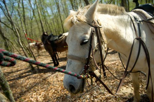 Horses take a break from the trail along the Alcovy River on Tuesday, April 2, 2013.