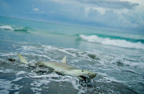 A Dusky shark struggles on the shore of Jensen Beach, Florida on Friday, June 28, 2013.