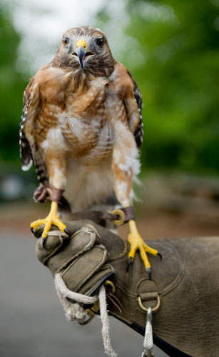 A red shouldered hawk perches on a padded glove during the 14th annual Flying Colors Butterfly Festival at the Chattahoochee Nature Center in Roswell on Saturday, July 13, 2013.