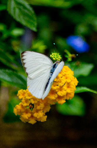 A butterfly sits on a flower inside the live butterfly exhibit tent at the Chattahoochee Nature Center in Roswell during the 14th annual Flying Colors Butterfly Festival on Saturday, July 13, 2013.