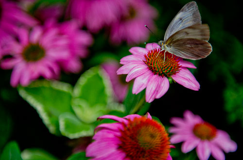 A butterfly sits on a flower inside the live butterfly exhibit tent at the Chattahoochee Nature Center in Roswell during the 14th annual Flying Colors Butterfly Festival on Saturday, July 13, 2013. 