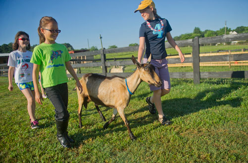 Kiersten Schutz (right), Tara Nester and Sara Courtney escort one of the goats to the milking station during summer camp at Rancho Alegre Farm in Dacula on Friday, June 14, 2013. 