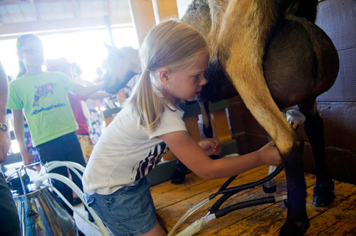 Lily Rowan helps milk the goats during summer camp at Rancho Alegre Farm in Dacula on Friday, June 14, 2013. 