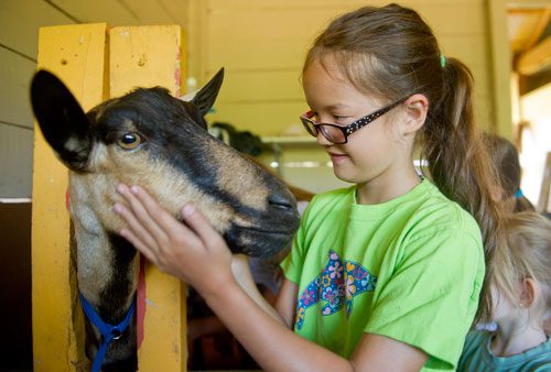 Tara Nester (right) calms one of the goats as campers milk her during summer camp at Rancho Alegre Farm in Dacula on Friday, June 14, 2013. 