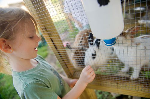 Ava Wren feeds some of the bunnies during summer camp at Rancho Alegre Farm in Dacula on Friday, June 14, 2013. 