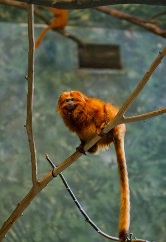 A golden lion tamarin perches on a branch in its enclosure at Zoo Atlanta on Sunday, July 21, 2013.