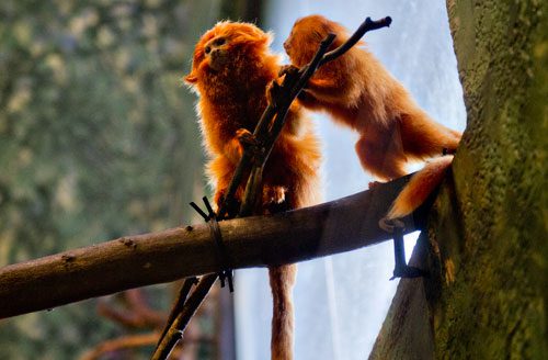 A golden lion tamarin perches on a branch next to a newly born twin in their enclosure at Zoo Atlanta on Sunday, July 21, 2013.