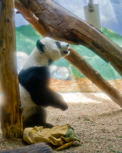 A giant panda paces around its enclosure at Zoo Atlanta on Sunday, July 21, 2013.