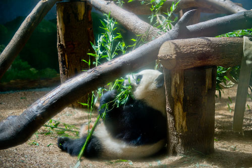 A giant panda snacks on bamboo in its enclosure at Zoo Atlanta on Sunday, July 21, 2013.