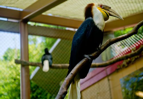 Wreathed hornbills perch on branches in their enclosure at Zoo Atlanta on Sunday, July 21, 2013.