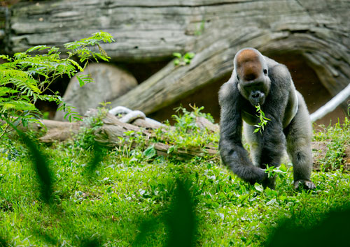 A silverback gorilla looks for food in its enclosure at Zoo Atlanta on Sunday, July 21, 2013.