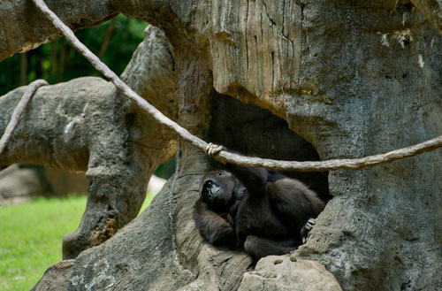 A silverback gorilla lounges in the nook of a tree in its enclosure at Zoo Atlanta on Sunday, July 21, 2013.