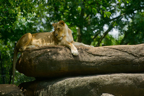 A female lioness perches on a rock in its enclosure at Zoo Atlanta on Sunday, July 21, 2013.