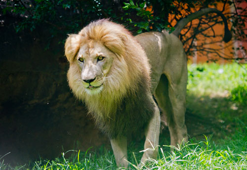 A male lion paces around its enclosure at Zoo Atlanta on Sunday, July 21, 2013.